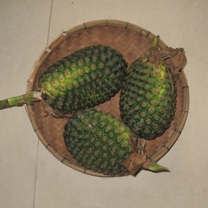 5件包邮现采野生中草药假菠萝 露兜果 帕梯 罗金堆 野菠萝 山菠萝
