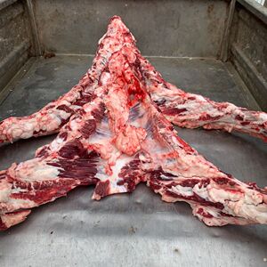 新鲜屠宰场本地黄牛牛胸骨飞机骨一斤