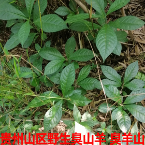 臭羊山 臭山羊 臭常山中药材新鲜野生现挖大山羊骚牯羊地栀子500g