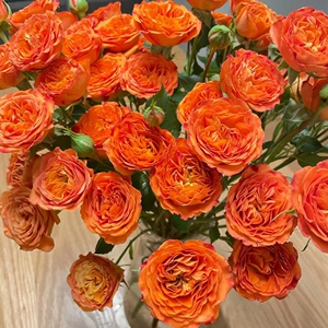 9010人付款天猫多头玫瑰鲜花云南直发梦幻芭比橙色泡泡蔷薇鲜花批