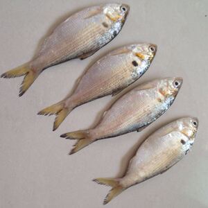 湛江特产黄鱼新鲜当天海捕捞鲜活鱼野生深海鱼生鲜1500g海鲜