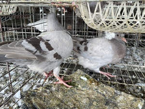 正宗农家肉鸽老鸽子淘汰鸽三年以上炖汤滋补孕妇月子活体包邮到家