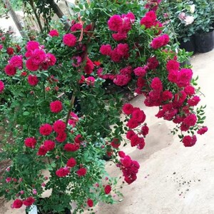 红罗莎莉-红花蔷薇红木香花苗爬藤 开花超多月季