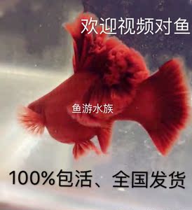 红箭鱼