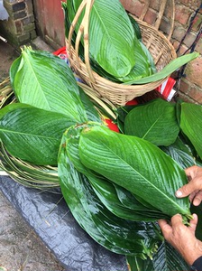 广西特产新鲜粽叶包粽子米粽叶子1斤36张左右包邮大冬叶