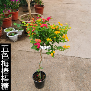五色梅棒棒糖老庄盆栽有驱逐蚊功效室内外混色多年生盆多色驱蚊草