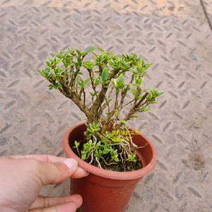 六月雪盆景花卉绿植盆栽 花朵白色如冬天雪花洁白如暇 内有实拍