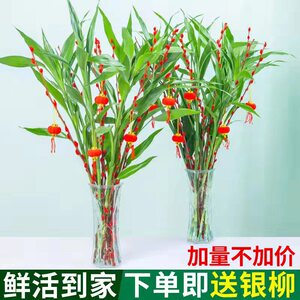 富贵竹水培植物节节高转运观音竹室内好养绿植盆栽银柳真花鲜枝卉