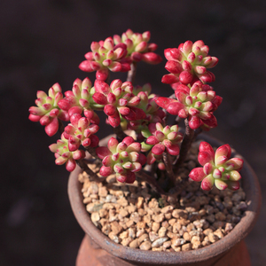 【多肉红旗儿】多肉红旗儿品牌,价格 - 阿里巴巴