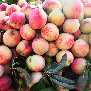 贵州脆红桃5斤镇宁特产武昌桃子接桃水蜜桃初荷农庄直销新鲜水果