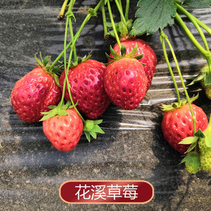 贵阳花溪草莓2斤奶油味特产红颜巧克力果园现摘初荷农庄新鲜水果