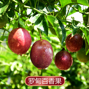 贵州百香果5斤罗甸特产鸡蛋果新鲜洋石榴现摘初荷农庄直销水果
