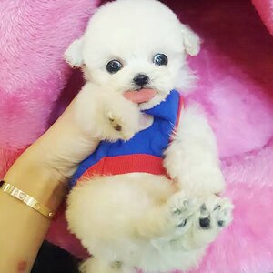 顽皮白色茶杯体母出售纯种小型犬宠物白贵宾泰迪狗幼犬活体f0322
