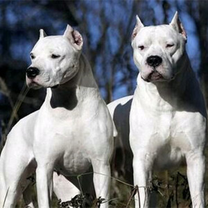 阿根廷杜高犬幼犬活体巨型纯种杜高犬打猎犬狩猎犬纯白杜高犬