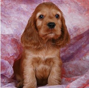 出售纯种英国可卡美国大耳朵可卡犬幼犬活体狩猎犬家庭