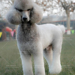 纯种灰色巨型贵宾犬巨贵幼犬活体出售贵妇犬泰迪宠物狗狗价格063500
