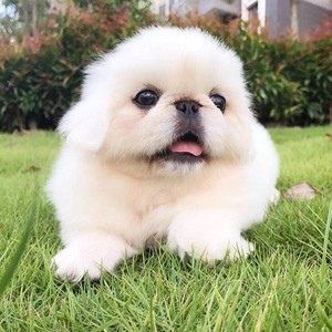 狮子狗幼犬小型