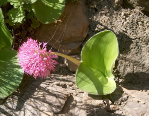 Haemanthus humilis – Colesberg     血莲开花球  南非球根
