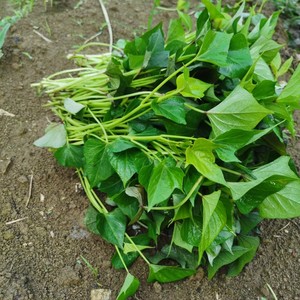 湖北恩施地瓜秧苗老品种红薯苗食叶型番薯苗新鲜现摘头茬苗易成活
