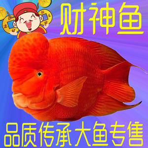 【发财鱼鱼苗】发财鱼鱼苗品牌,价格 - 阿里巴巴