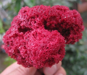 大块管状珊瑚石水族箱鱼缸造景装饰大海红礁石公司家居风水摆件