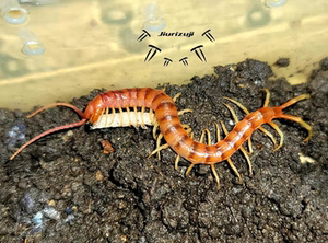 秘鲁白脚蜈蚣9cm左右大幼体人工繁育后代 世界上体长最大的蜈蚣