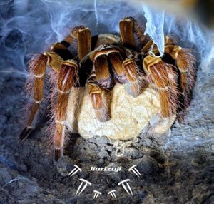 蜘蛛 亚马逊巨人食鸟蛛(长毛种)tb 10cm小公小母 爬宠 蜘蛛宠