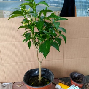 重瓣狗牙花盆栽丁香白阳台庭院水晶茉莉花卉带蕾四季开花苗植物