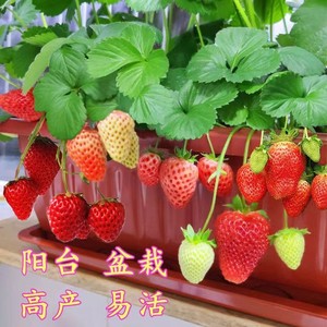 四季奶油草莓苗盆栽当年结果食用章姬草莓秧苗阳台庭院南北方种植