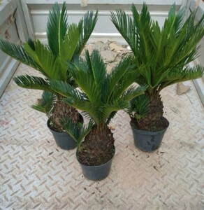 铁树盆景小苏铁苗盆栽花卉室内外客厅防辐射植物办公室会议厅绿植