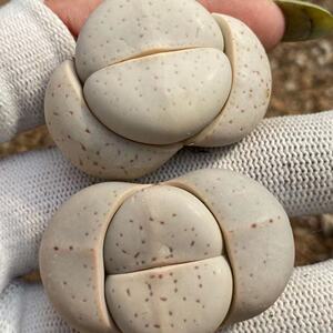 多肉植物生石花大白 灵耀玉办公桌 绿植花卉阳台