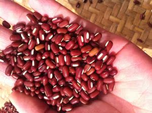 野生赤小豆 赤豆  药豆   非红豆 去湿气