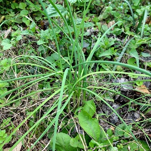 野生 新鲜野葱 野蒜   野韭菜 农家野外自挖