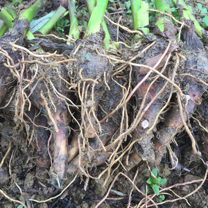 乐昌张溪炮弹小香芋仔芋头仔槟榔芋籽芋艿食用蔬菜产地直销农产品