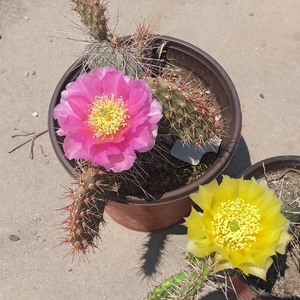 紫花修罗团扇 小型 耐寒 群生 团扇仙人掌 河北邢台刺上花开