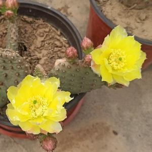 黄花杂交海狸尾团扇小型群生仙人掌耐寒抗旱露天盆栽阳台楼顶多肉