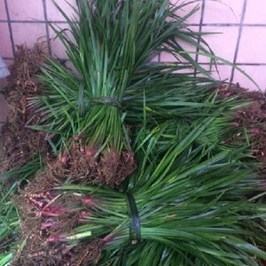 贵州特产调味香料山奈去腥除味五香草随手香新鲜带根盆栽1斤三赖