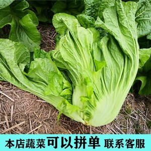 四川新鲜泡青菜 酸菜鱼泡酸菜 大叶青菜 宽帮青菜 5斤装3特产包邮