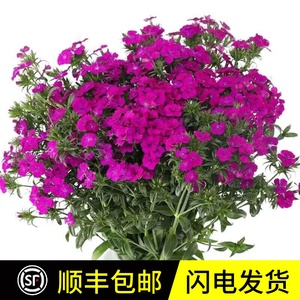 相思梅青梅鲜花期长云南昆明基地直发办公室水养花鲜切花节日礼物