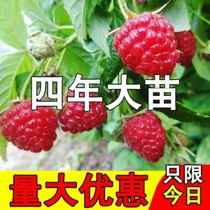 果树苗 树莓树苗双季红树梅黑树莓 南方北方种植当年结果黄树莓苗