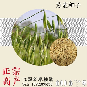 雀麦 野麦子 燕麦草籽 野燕麦 散装带壳燕麦种子 皮燕麦种子