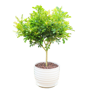 米兰花植物独杆