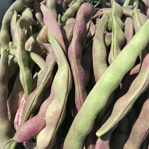 东北特产农家肥自种新鲜蔬菜大紫袍芸豆冻死鬼紫豆角2/3/5斤/份