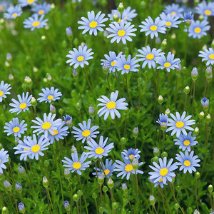 玛格丽特蓝色花叶室外阳台花卉盆栽耐寒易活爆盆植物花叶蓝玛院子