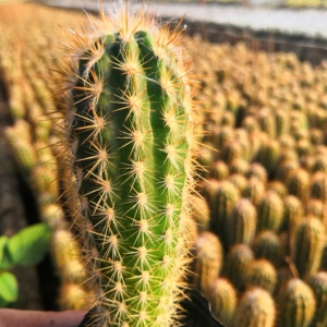 好先生多肉馆 青衣柱 仙人球多肉植物 小型柱盆栽