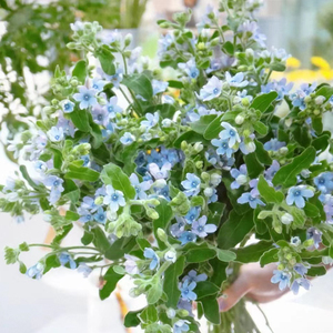 圆瓣蓝星花云南昆明斗南鲜花基地直发花束花卉家用真花水养蓝心花