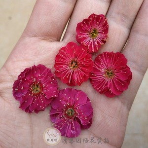 乌羽玉 乌梅 梅花 原生苗 梅接桩 朱砂梅 红梅 梅花盆栽 品种保证