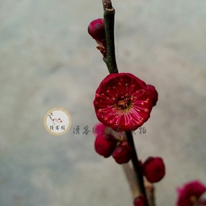 原生红须朱砂 银边朱砂梅 梅花 盆栽 庭院 客厅阳台冬季 品种保证