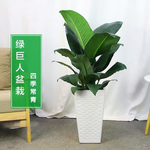 珠海绿巨人大叶圆叶植物盆栽客厅阔叶一帆风顺室内吸甲醛净化空气