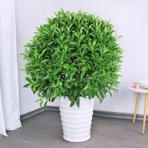 非洲茉莉盆栽灰莉大型造型庭院阳台绿植室内外除甲醛植物专车配送